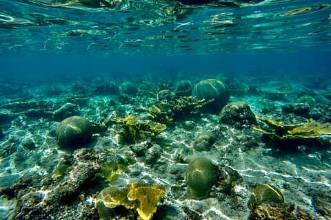 Private Snorkeling Adventure in Puerto Rico's Natural Reserve