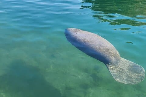 Eco Manatee og Wildlife båttur