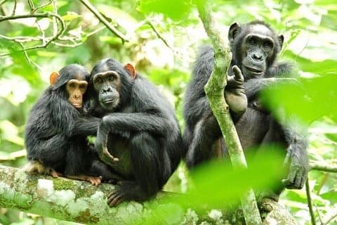 5 dage Chimpanser og Gorilla Safari Uganda