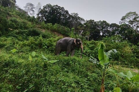 Hotéis em Phuket Highlight Tour Big Buddha Temple and Elephant Sanctuary