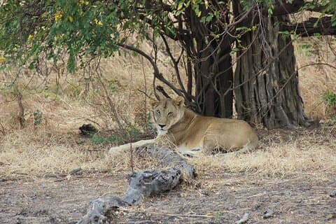 3 Days 2 night Safari in Mikumi by Boat with Train From Zanzibar