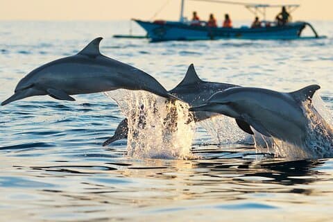 Dolphin House Discovery : Croisière d'une journée avec tuba et déjeuner