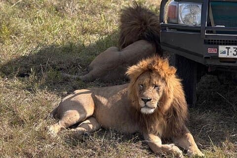 6 jours Safari privé de migration Serengeti