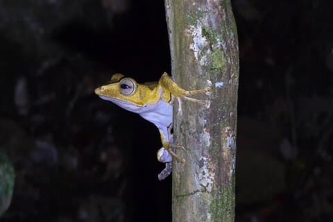 Kubah Night Walk : Frogging & Nachtelijke Wildlife Experience