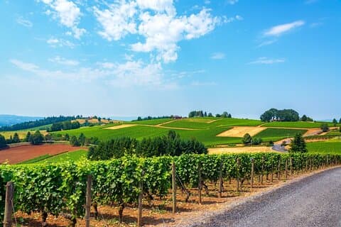 Small-Group Willamette Valley Wine Tour with Tastings & Lunch