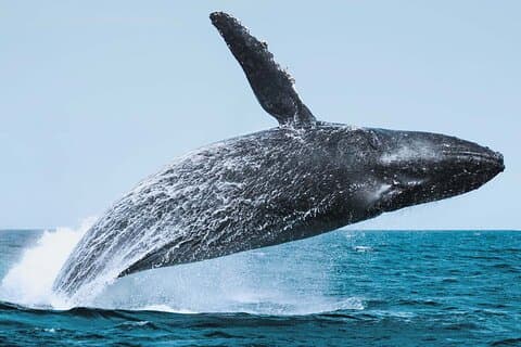 Walvis spotten avontuur in Cabo San Lucas