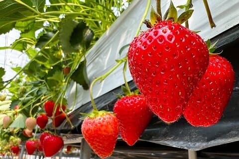 Dagtour naar de stad Matsushiro Samurai en fruit plukken vanuit Nagano