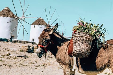 Private Mykonos Tour – Skip the Crowds & Explore Your Way