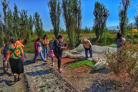 Xochimilco Ancestra Axolotls Chinampas och levande tradition