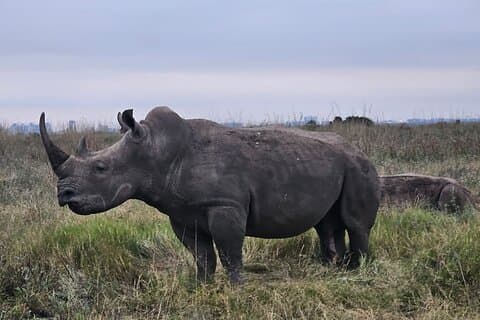 Nairobi National Park – et safari eventyr ved kanten af byen