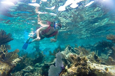 Reef Snorkel og Cenote oplevelse