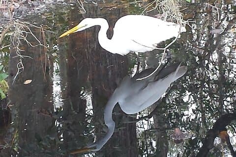 Mt. Dora Canal Boat Tours with Lunch