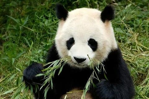 Chengdu Private Tour an der Panda Base mit heißen und kalten Panda Fakten