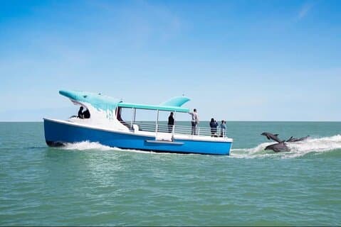 Shark Boat Destin Dolphin Watch og Sunset Cruise