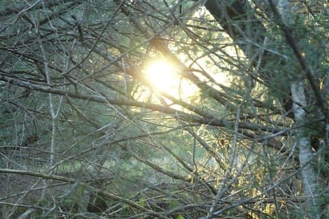 Nidra Yoga guidet meditation