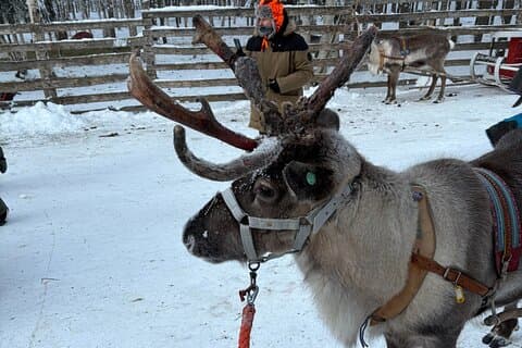 Rendiersleetocht in Rovaniemi