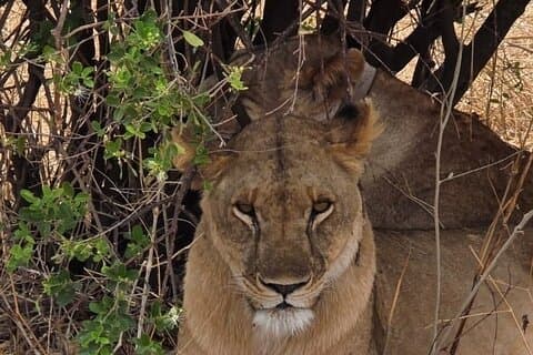 1Day Pilanesburg Big 5 safari upplevelse