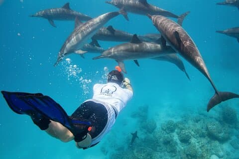 Swim with Dolphins at Samadai Reef Snorkeling from Marsa Alam