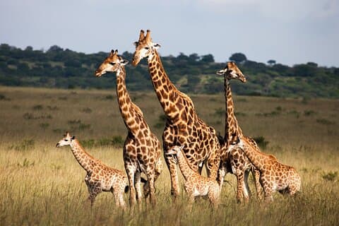 Chobe fuld dagstur
