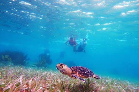 Snorkeling in Puerto Morelos