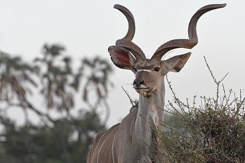 3 dias Samburu National Reserve Safari