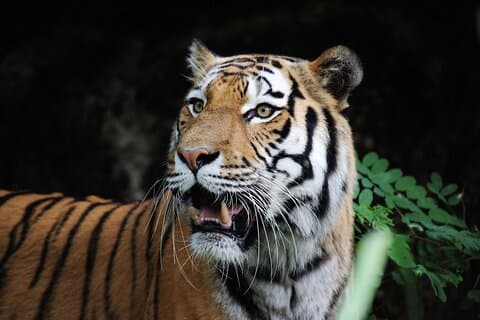 Tagesausflug von Jaipur nach Ranthambore mit Tiger Safari