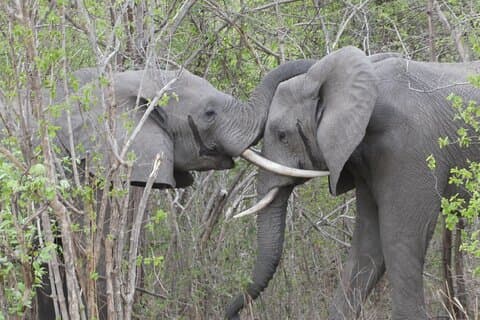 4 Day South Luangwa National Park Safari Adventure