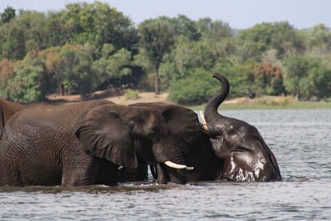 Safari de 7 jours au Zimbabwe au Bostwana