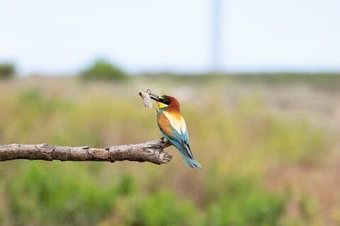 Rejser til Istanbul Birding Day