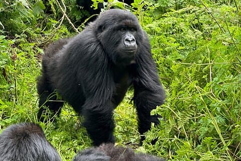 3 - Journée Rwanda Gorille et Singes d'Or Trekking Safari