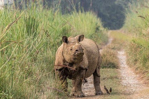 Luksuriøs Chitwan Safari-pakke (3 dager)