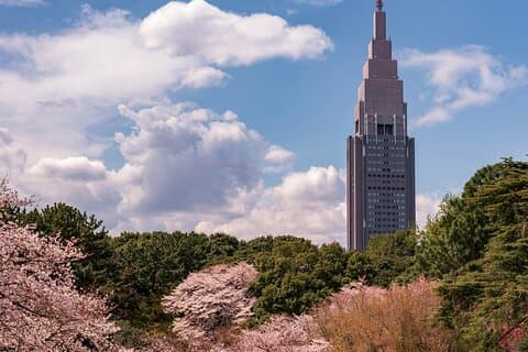 Tokio Shinjuku Gyoen Kirschblüten-Rundgang