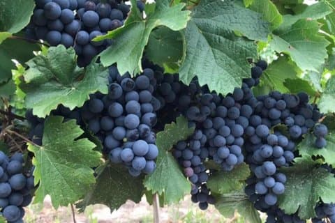 Mendoza Maipu Visite partagée de dégustation de vin