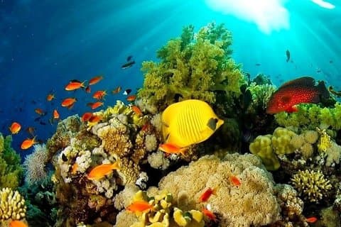 3-day trip on Bunaken Island, Tangkoko and Tomohon Manado