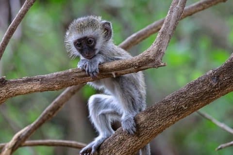 Lake Naivasha och Hell’s Gate Cykling Guided Adventure