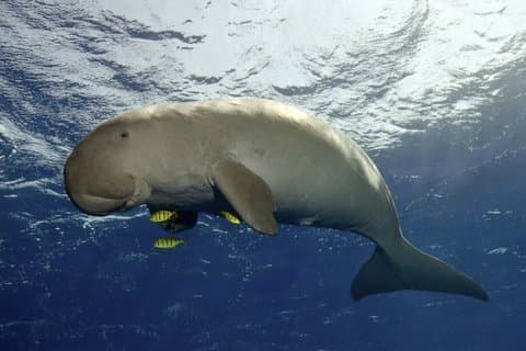 Coron Island Adventure Snorkeling Dugong Observer et plus encore