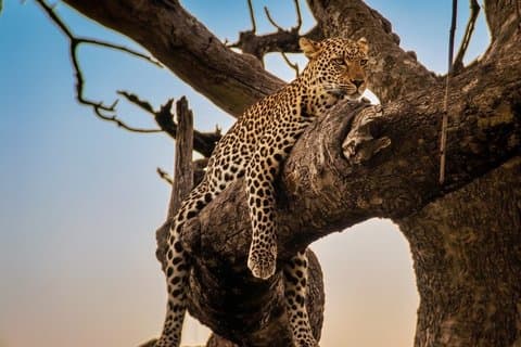 3 Days Masai Mara Budget Cruiser Shared Safari & Maasai Village