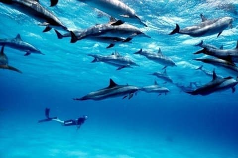 Aventura de buceo en la isla de Mnemba y delfín desde Nungwi