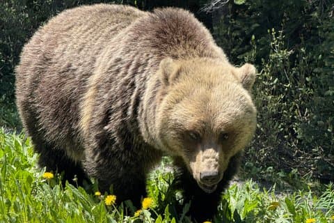 Explora el Parque Nacional Banff desde Calgary Tour privado de lujo