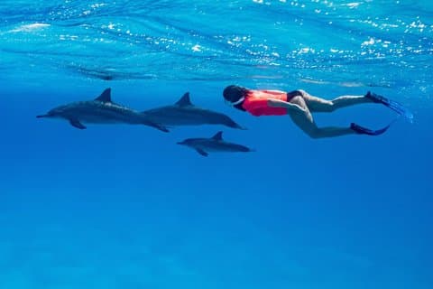 Dolphin house Voyage VIP à Hurghada avec plongée et déjeuner