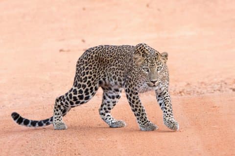 Yala National Park Safari by Jeep (Leopard Spotting Experience)