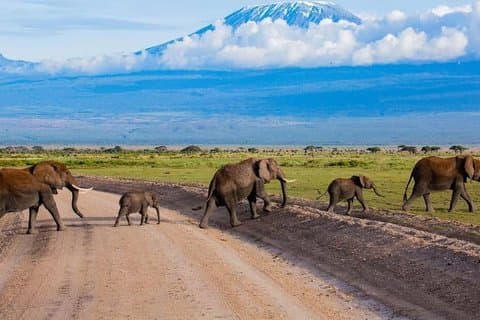 Amboseli National Park Tour med Kilimanjaro udsigt