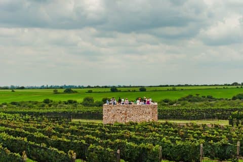 Degustazione di vini e visita guidata di un'azienda vinicola a SMA