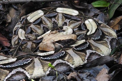 17 Tage Herping, Wildlife und Gorilla Trekking Safari in Uganda