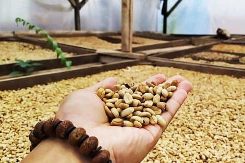 Coffee Road Excursion : plantation, processes, tasting and more
