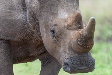 Excursão Privada de 13 Dias em Safari para o Rwanda