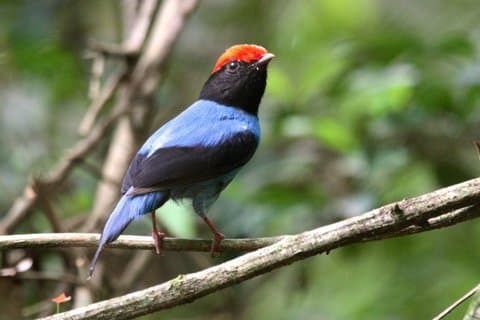 5 Days Bird Watching Southern Forests and Prairies Paraguay