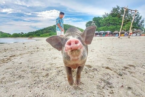Halvdags svineø snorkling tur med solnedgang middag fra Samui