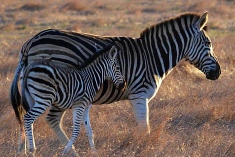 Cape Town: Fuld dag Stellenbosch Game Drive & vinsmagning