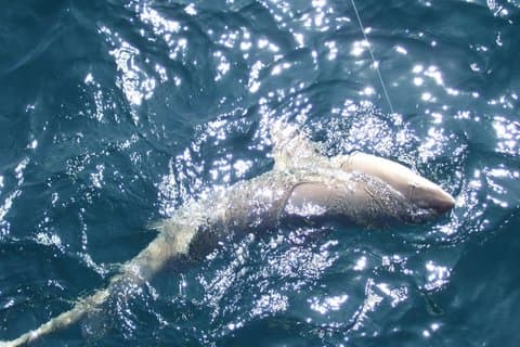 Aventure nocturne de pêche aux requins à Myrtle Beach